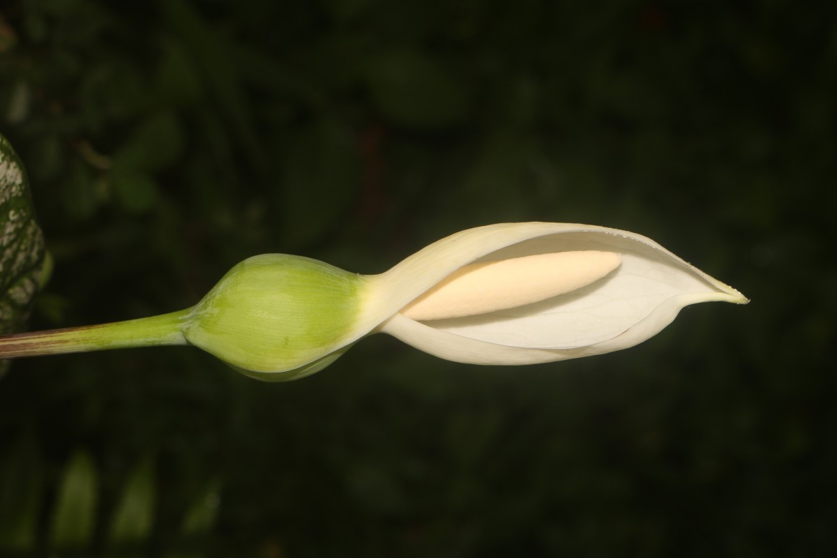 Caladium bicolor (Aiton) Vent.